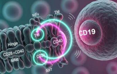 Prolonged CAR-T cell expansion and stemness in heavily pretreated relapsed/refractory B-ALL and B-NHL patients treated with CD19CAR incorporated CD28/CD40 co-stimulatory molecule: A preliminary outcome of academic PSU CD19CAR-T cell
