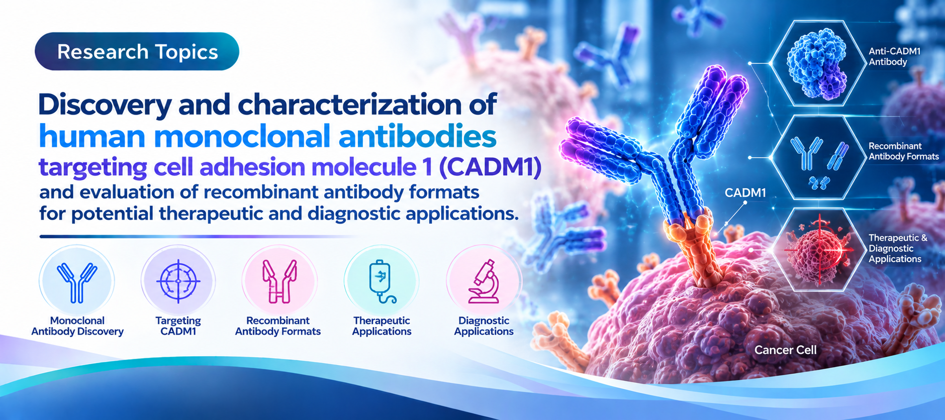 Discovery and characterization of human monoclonal antibodies targeting cell adhesion molecule 1 (CADM1) and evaluation of recombinant antibody formats for potential therapeutic and diagnostic applications.