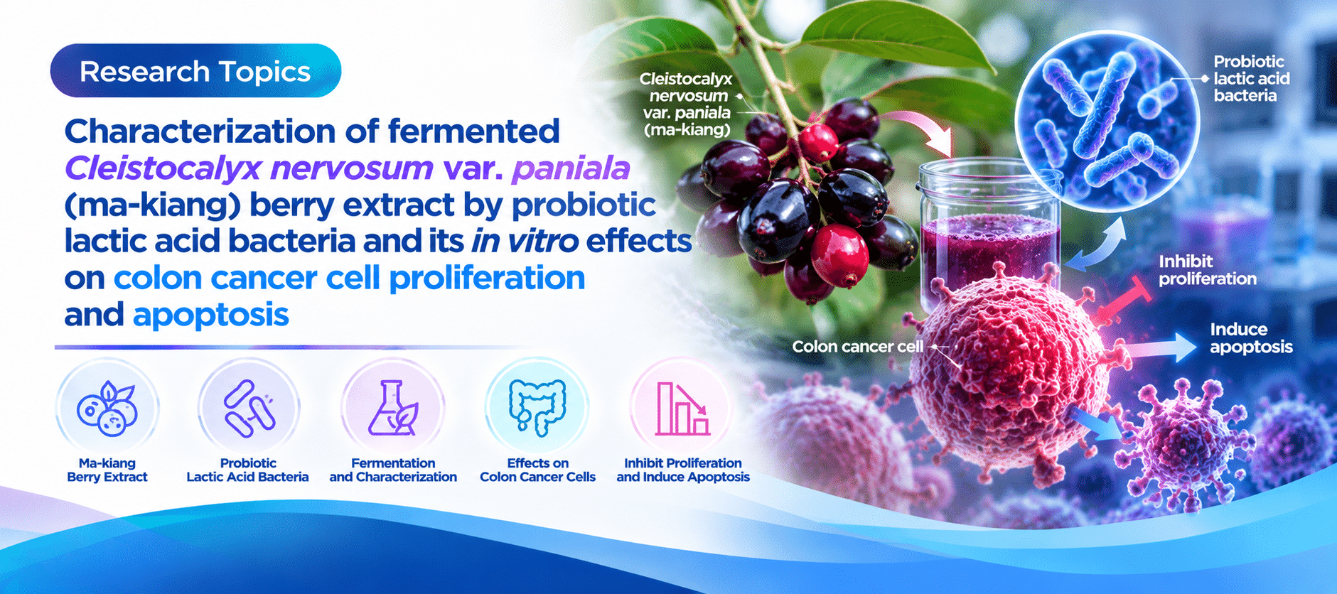 Characterization of fermented Cleistocalyx nervosum var. paniala (ma-kiang) berry extract by probiotic lactic acid bacteria and its in vitro effects on colon cancer cell proliferation and apoptosis
